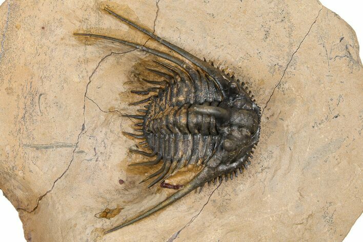 Large, Chocolate-Brown Kettneraspis Trilobite - Lghaft, Morocco #382855